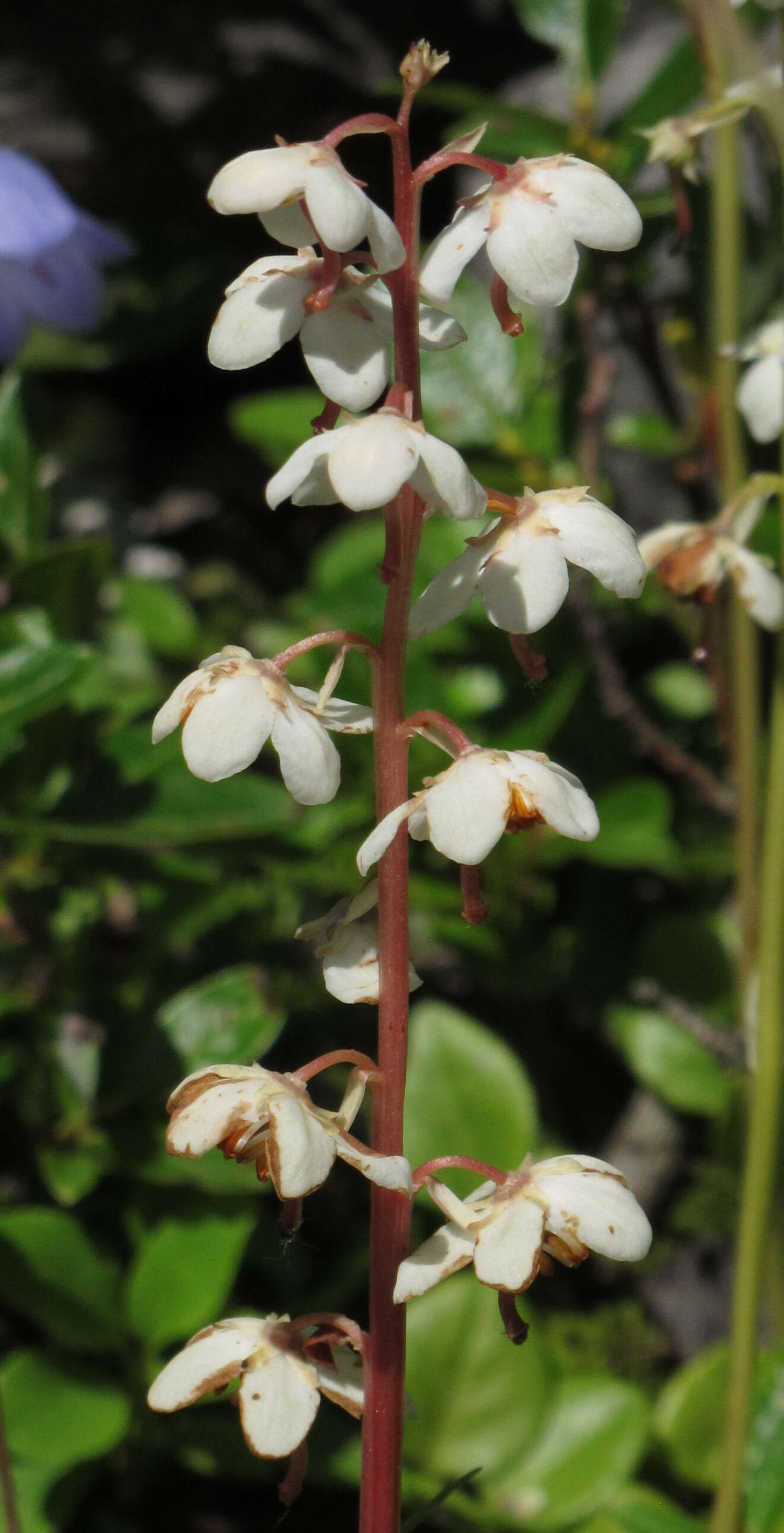 Image of round-leaved wintergreen