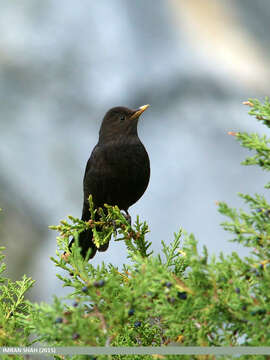 Image of Tibetan Blackbird