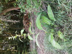 Inula helenium L. resmi