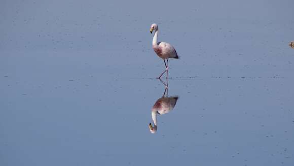 Image of James's Flamingo