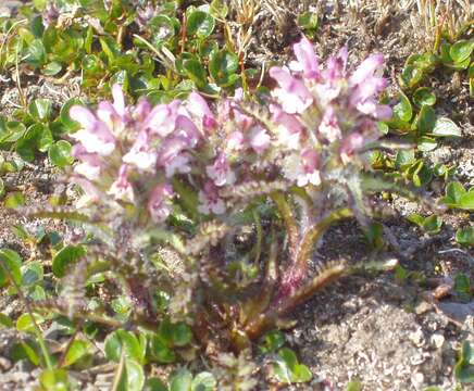 Image of hairy lousewort