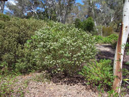 Image of Philotheca myoporoides (DC.) M. J. Bayly