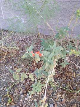 Image of desert globemallow