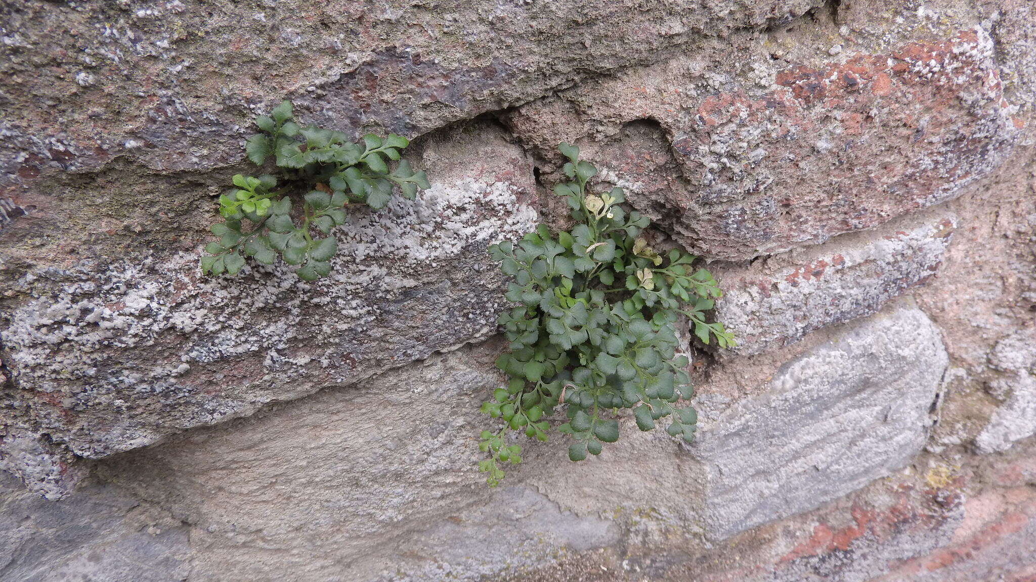 Image of Wall-rue