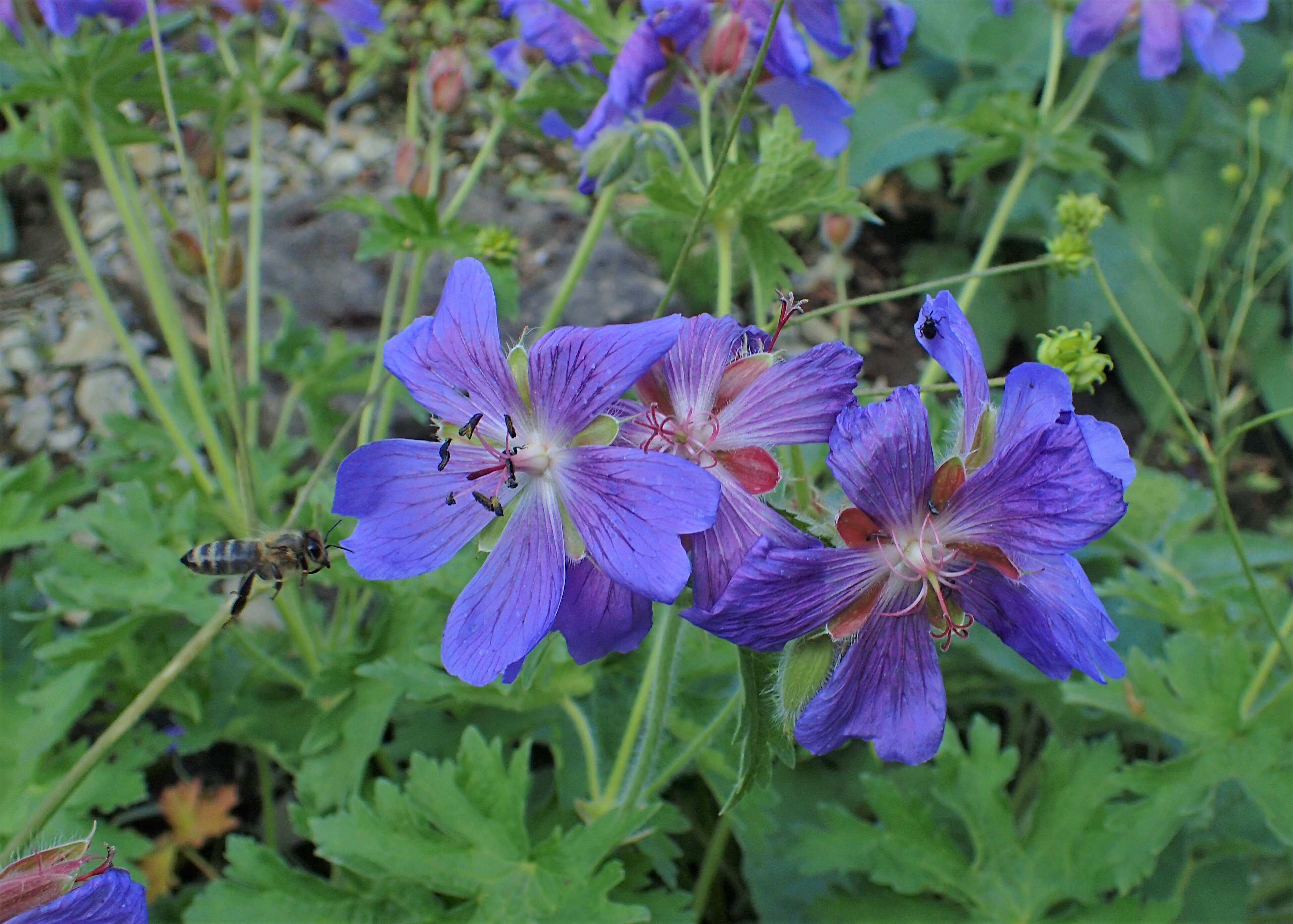 Image of Glandular Crane's-bill