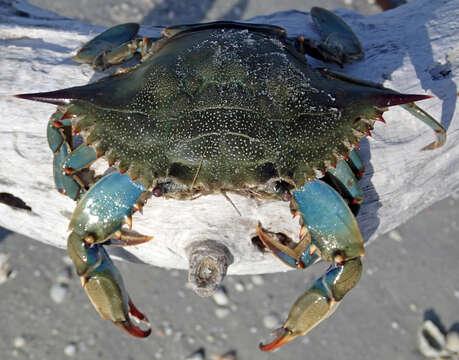 Image of blue crab