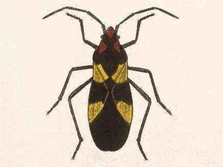 Image of Oncopeltus (Oncopeltus) varicolor (Fabricius & J. C. 1794)