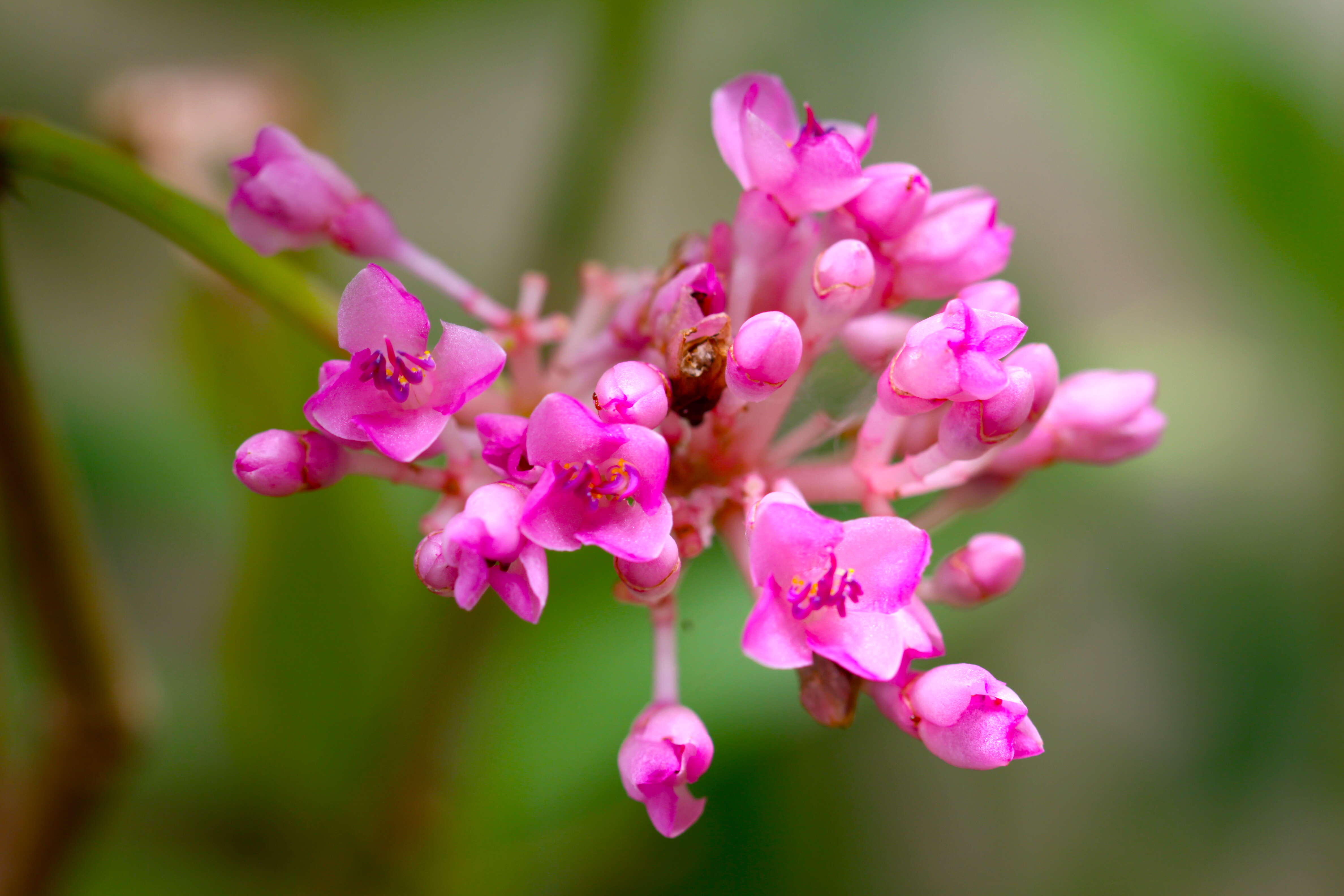 Imagem de Medinilla