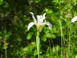 Image of rainbow iris