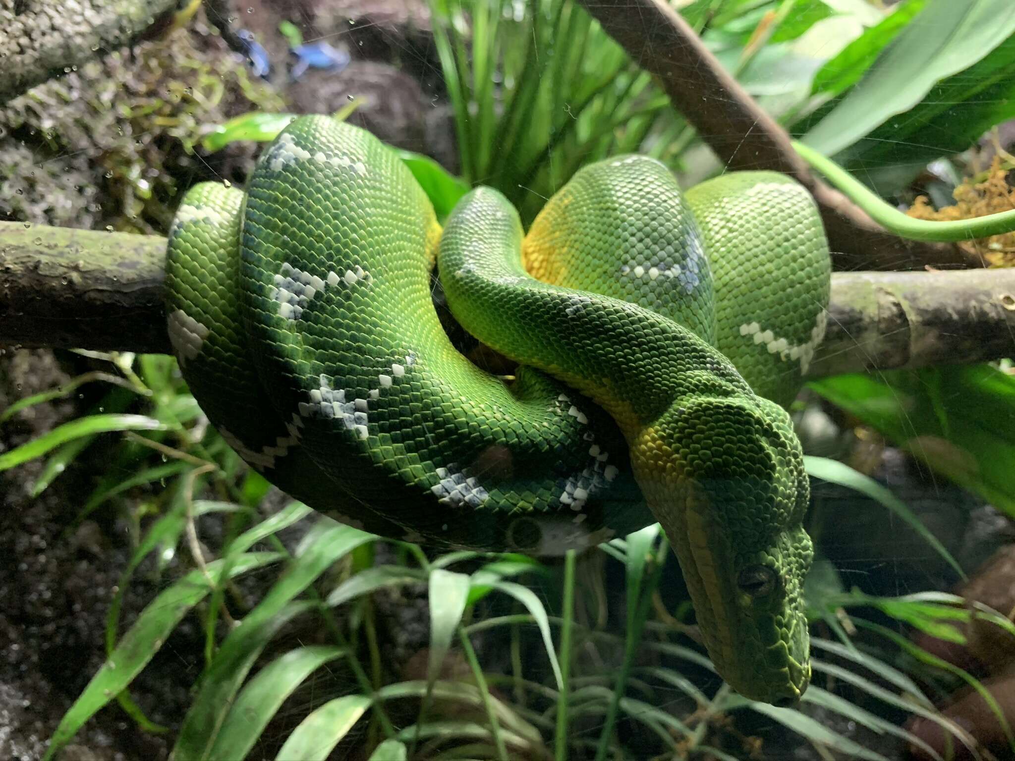 Image of Emerald Tree Boa