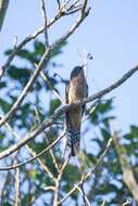 Image of Fan-tailed Cuckoo