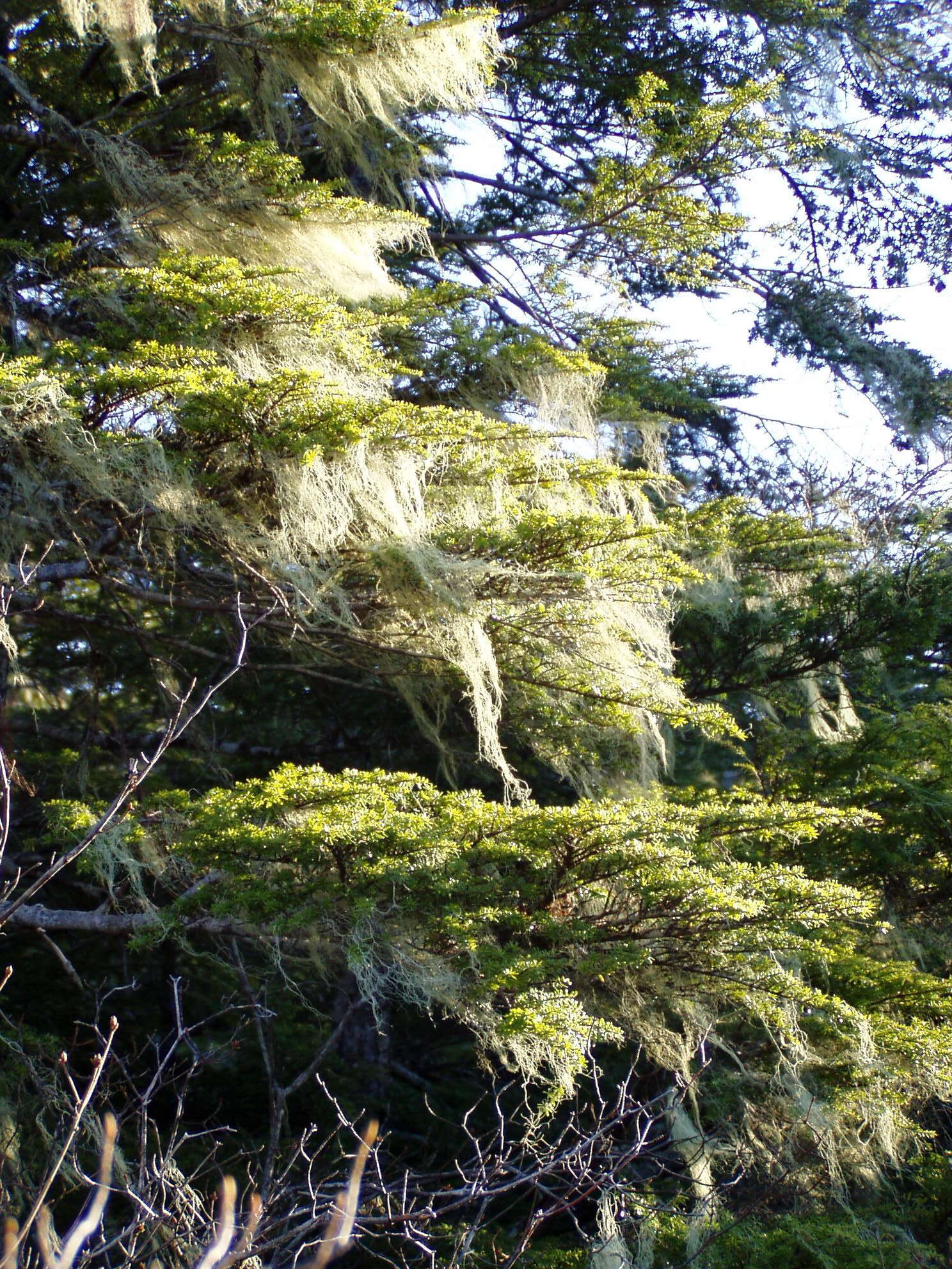 Image of western hemlock