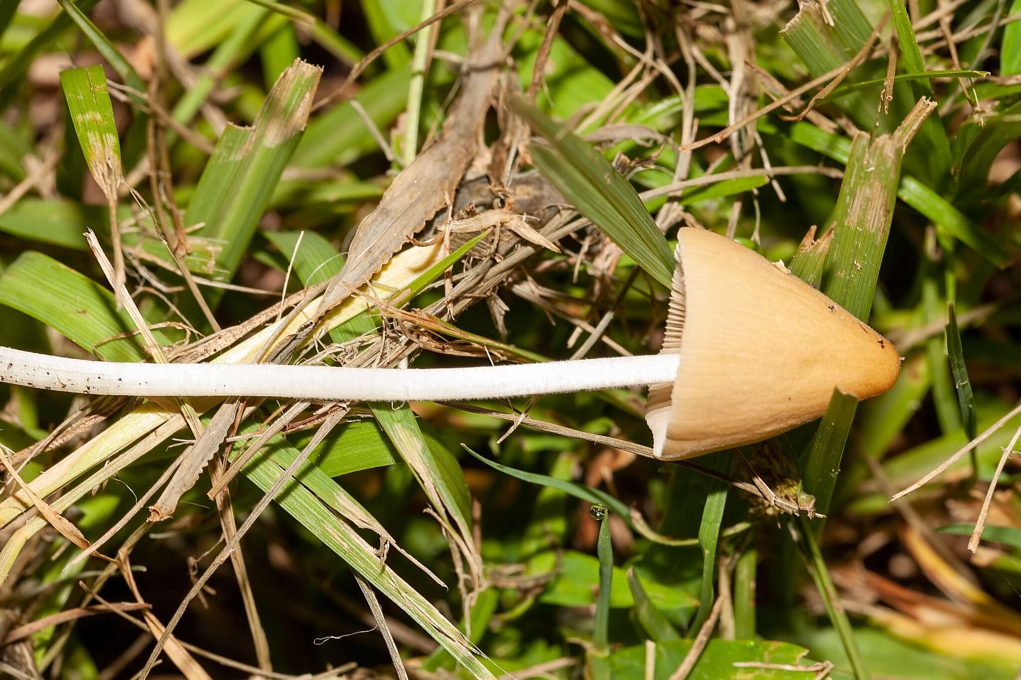 Image of White Dunce Cap