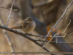 Image of Eversmann's Redstart