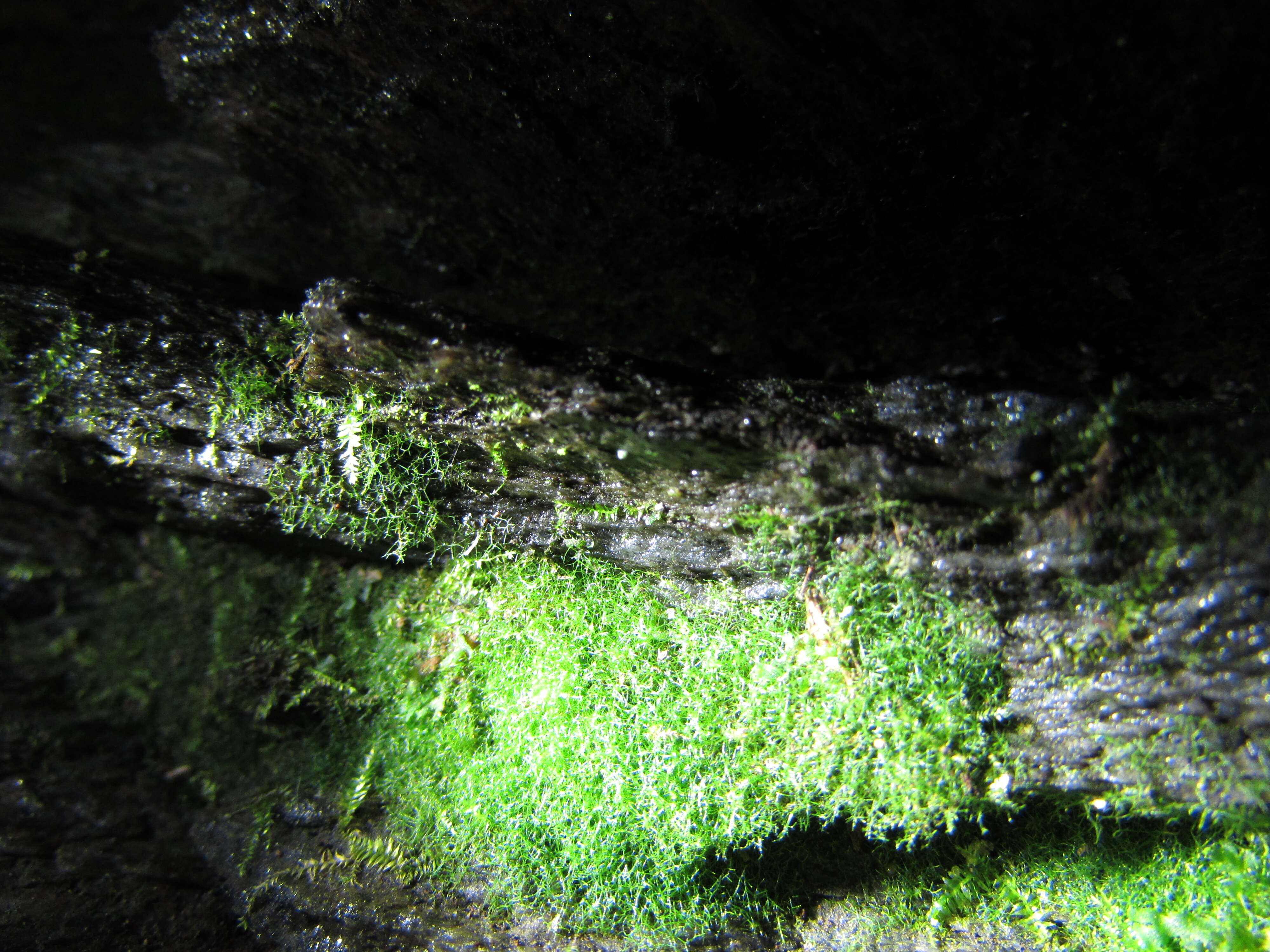 Image of weft fern