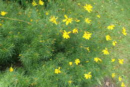 Image of whorled tickseed