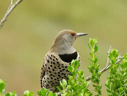 Image of Northern Flicker