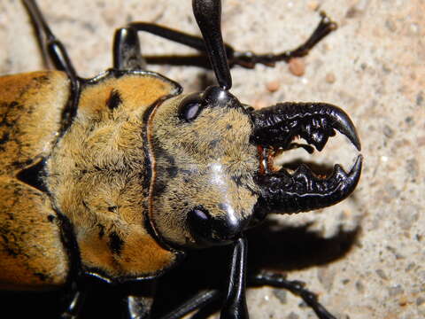 Plancia ëd Trictenotoma grayi Smith 1851