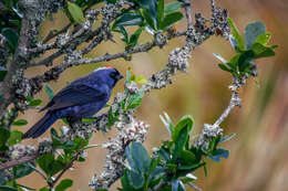 Image of Stephanophorus Strickland 1841