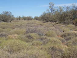 Plancia ëd Triodia scariosa N. T. Burb.