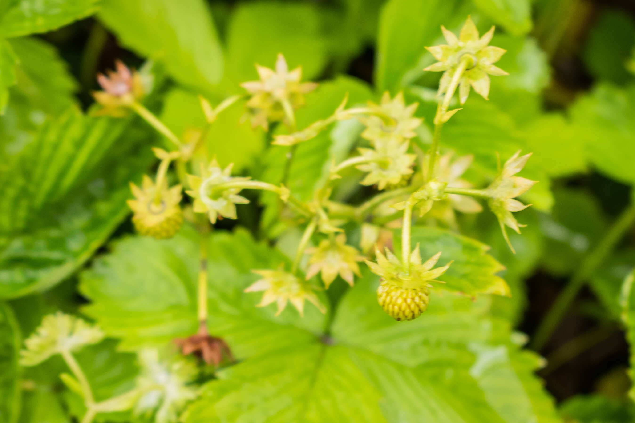 Image of woodland strawberry