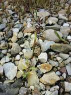 Image of stalked bur grass