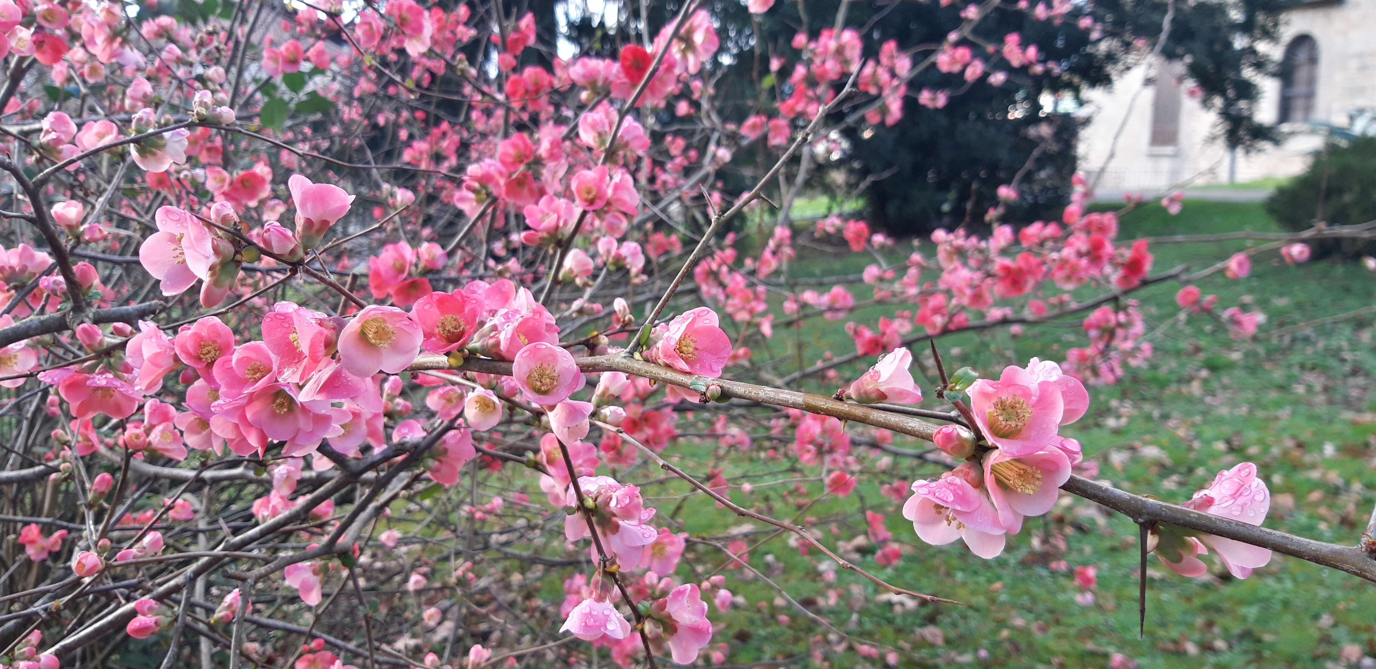 Слика од Chaenomeles japonica (Thunb.) Lindl. ex Spach