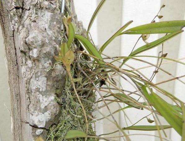 Image of Acianthera octophrys (Rchb. fil.) Pridgeon & M. W. Chase