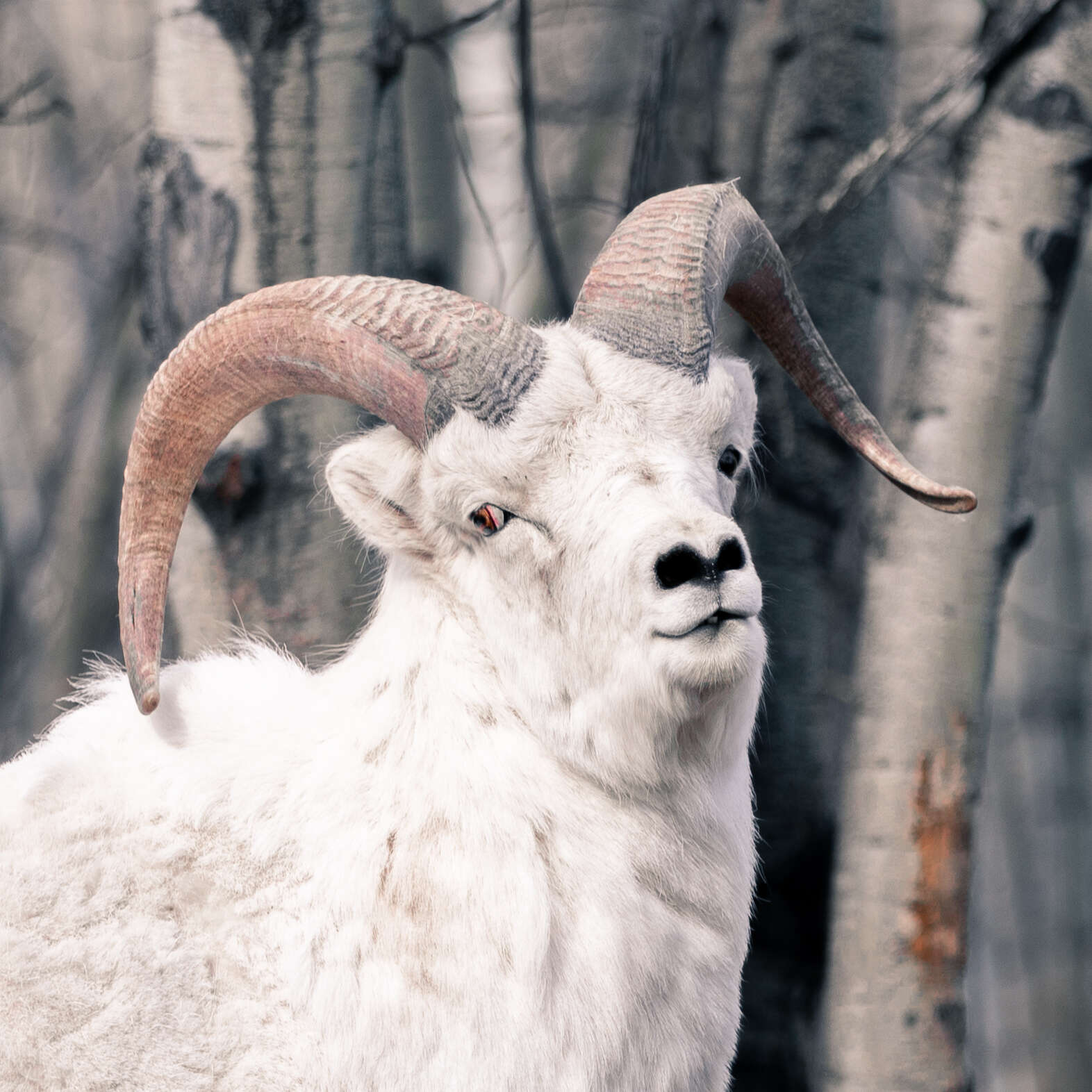 Image of Dall’s Sheep