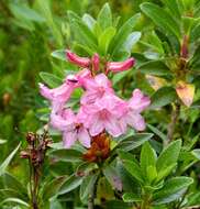 Image of Hairy Alpenrose