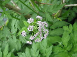 Image of Chaerophyllum hirsutum L.