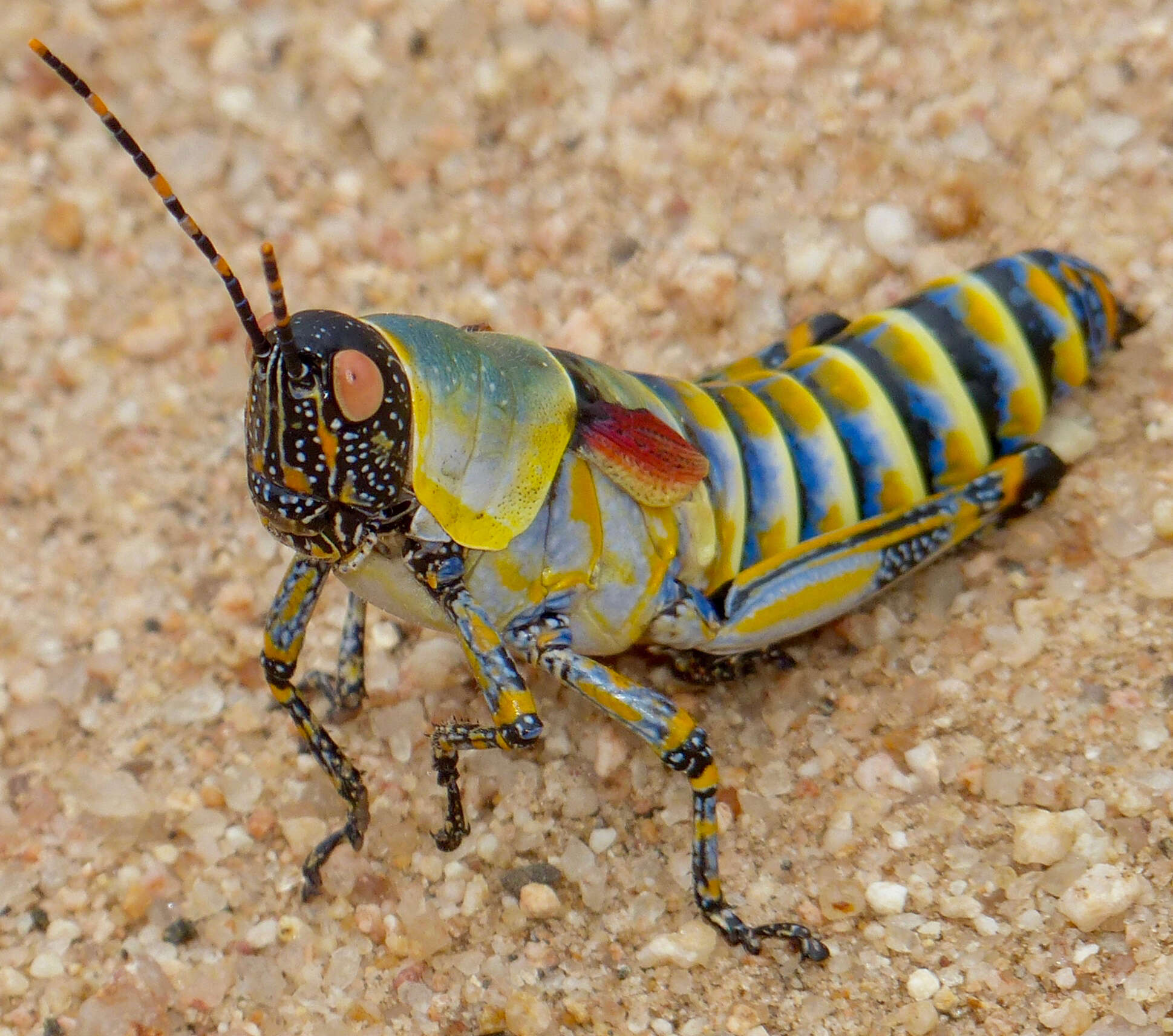 Image of Elegant Grasshopper