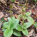 Image of Native jade orchid