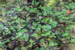 Imagem de Coprosma rhamnoides A. Cunn.