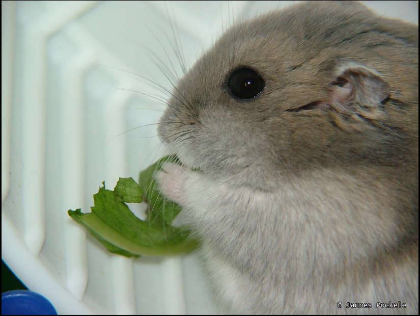 Image of Dzhungarian Hamster