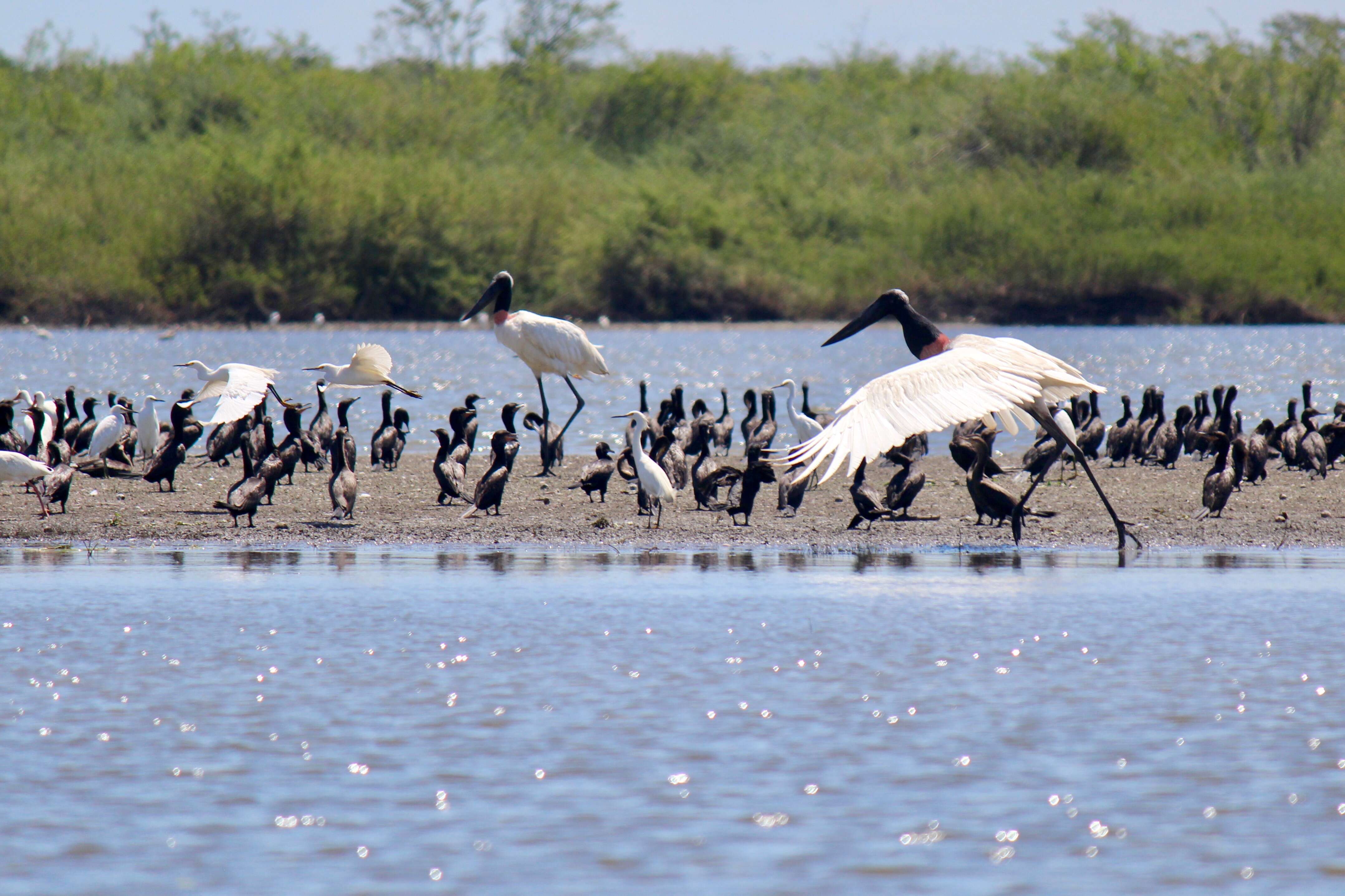 Image of Jabiru Hellmayr 1906