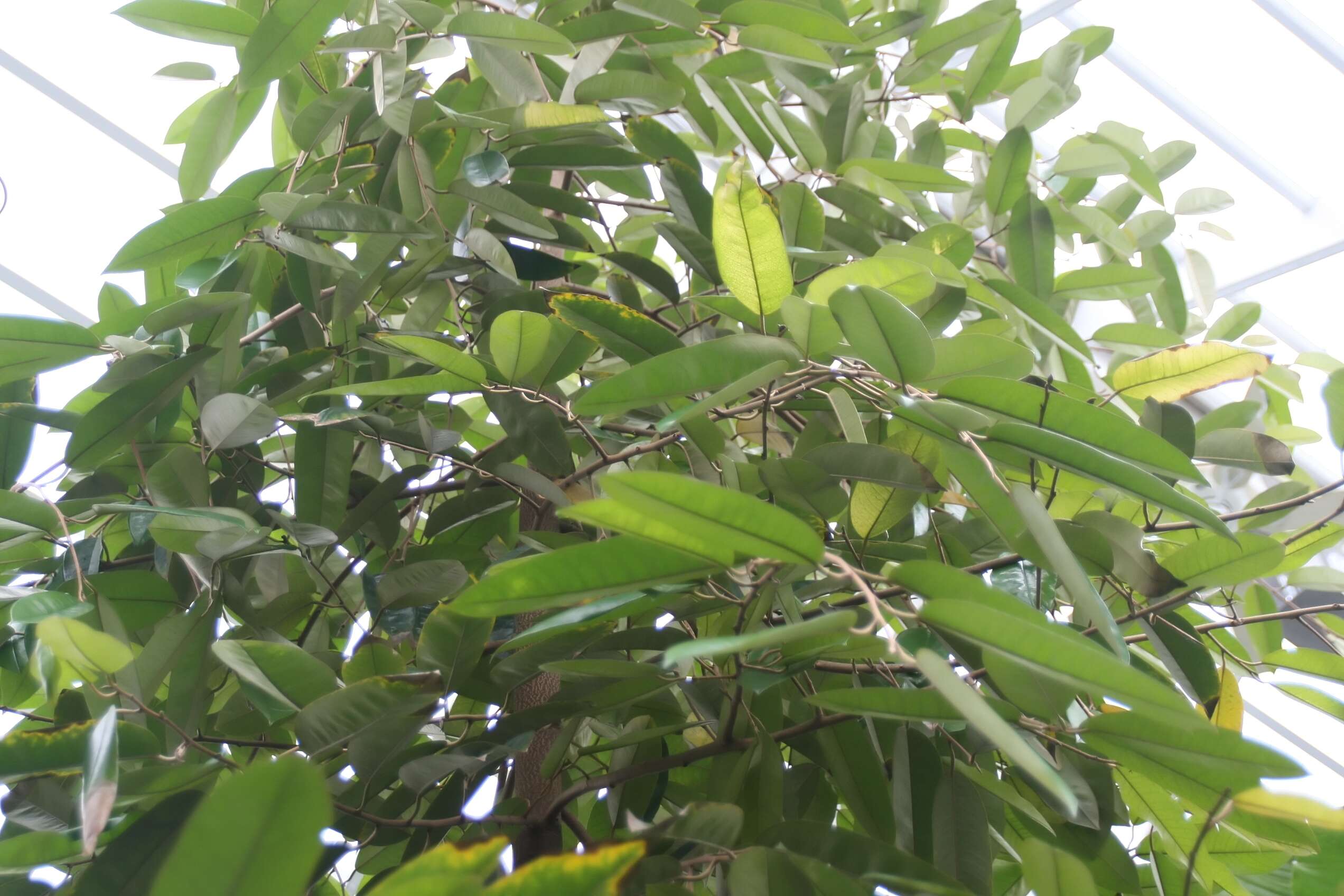 Image of Orange-fleshed durian