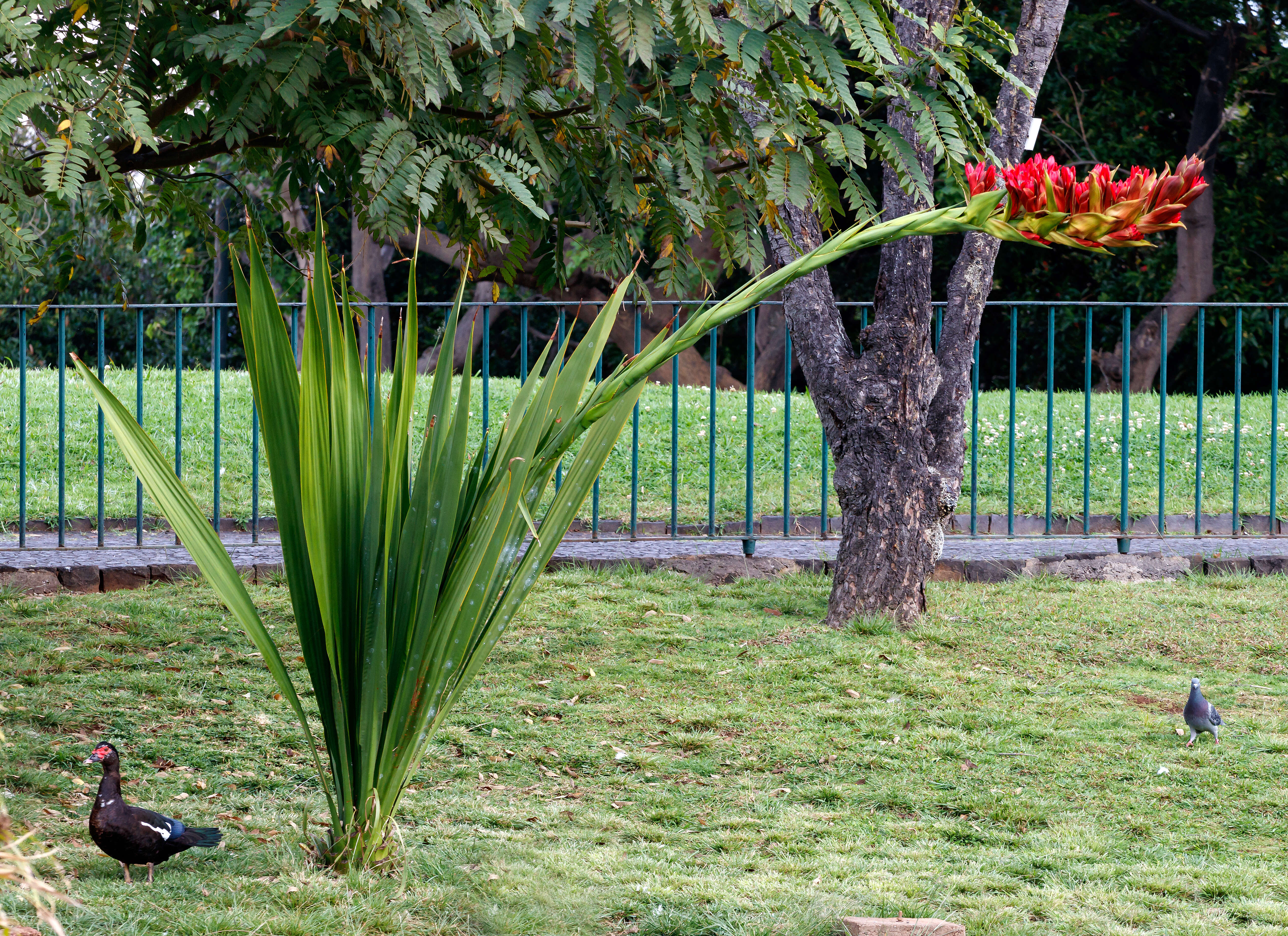 Doryanthes palmeri W. Bull resmi