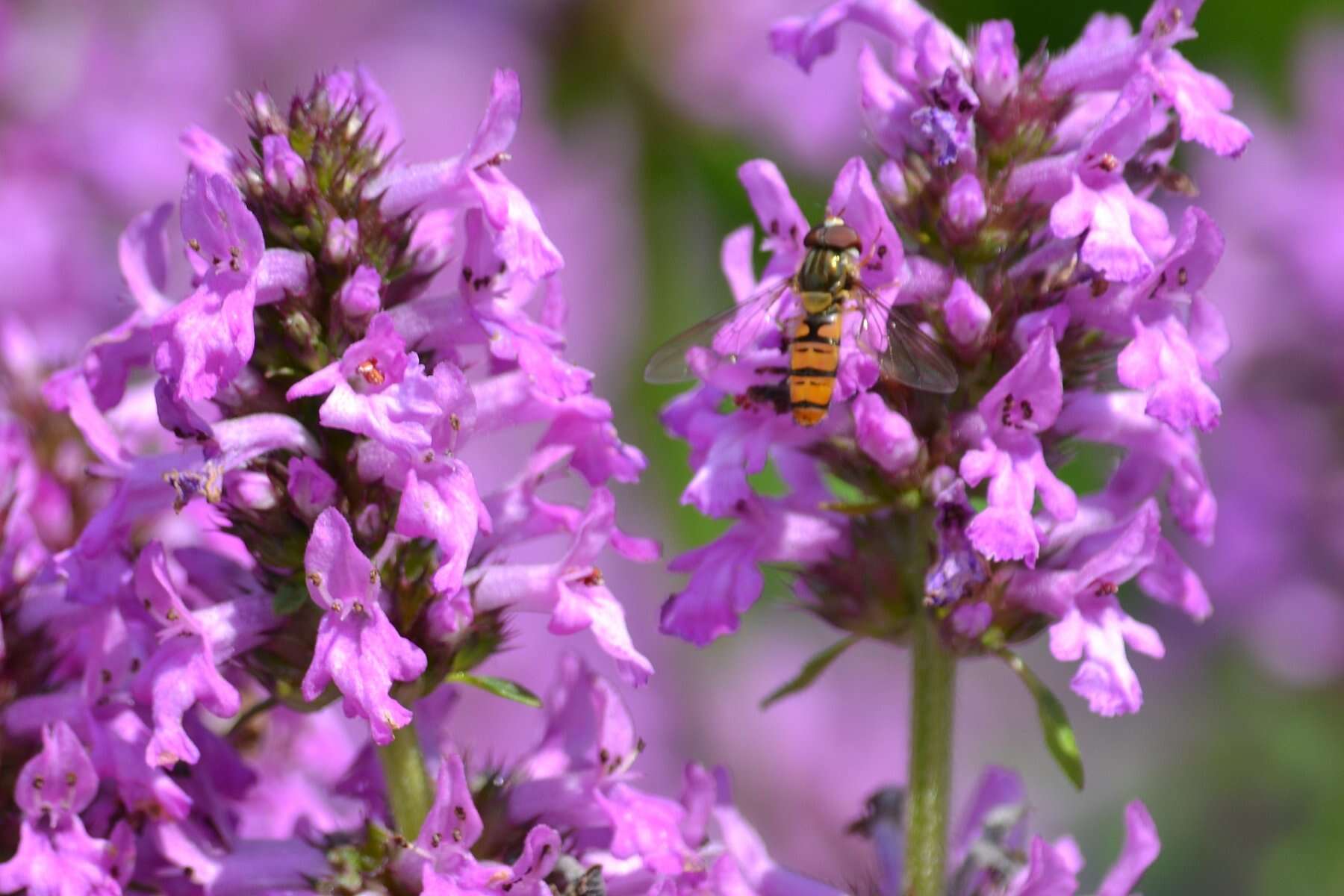 Image de Betonica officinalis L.