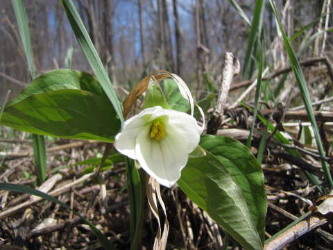 Image of White trillium