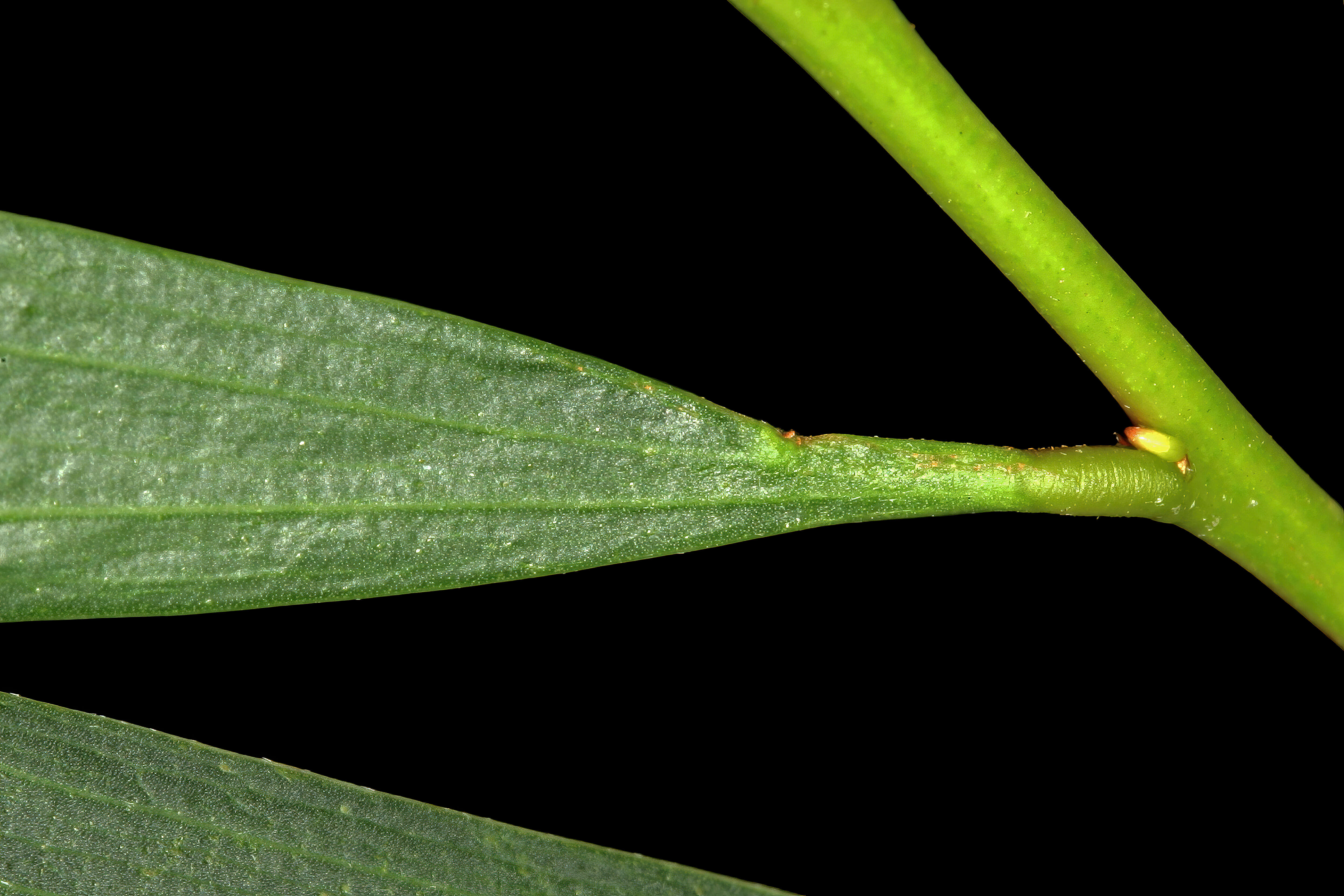 Imagem de Acacia longifolia (Andrews) Willd.