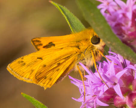 Image of Hylephila phyleus