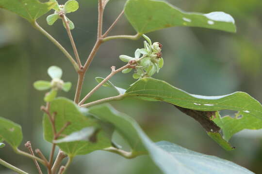 Image of Kydia calycina Roxb.