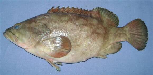 Image of Cloudy Grouper