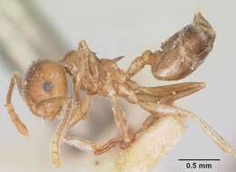 Image of Crematogaster adrepens Forel 1897