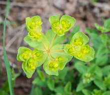 Image of Wood Spurge