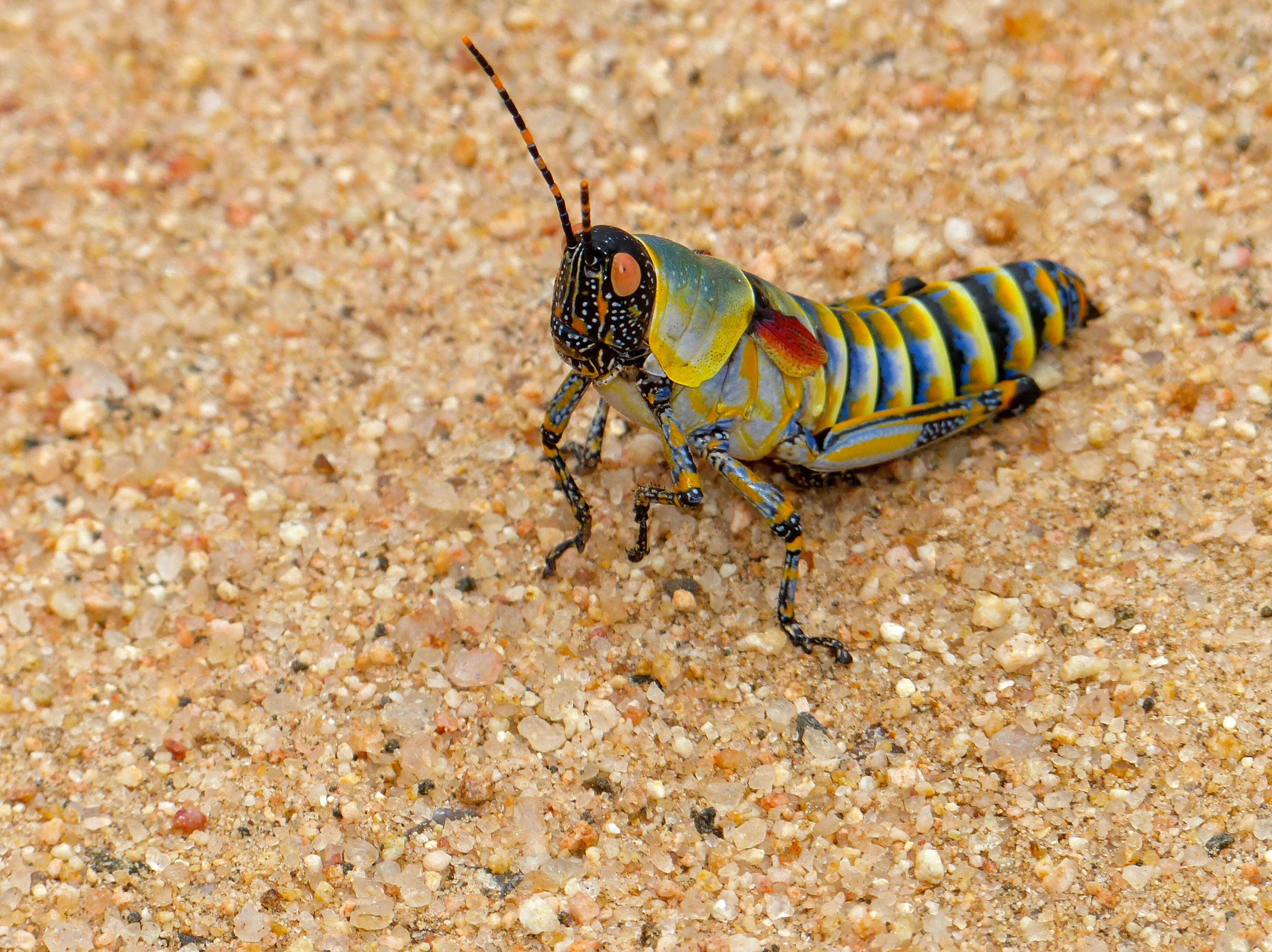 Plancia ëd Zonocerus elegans (Thunberg 1815)