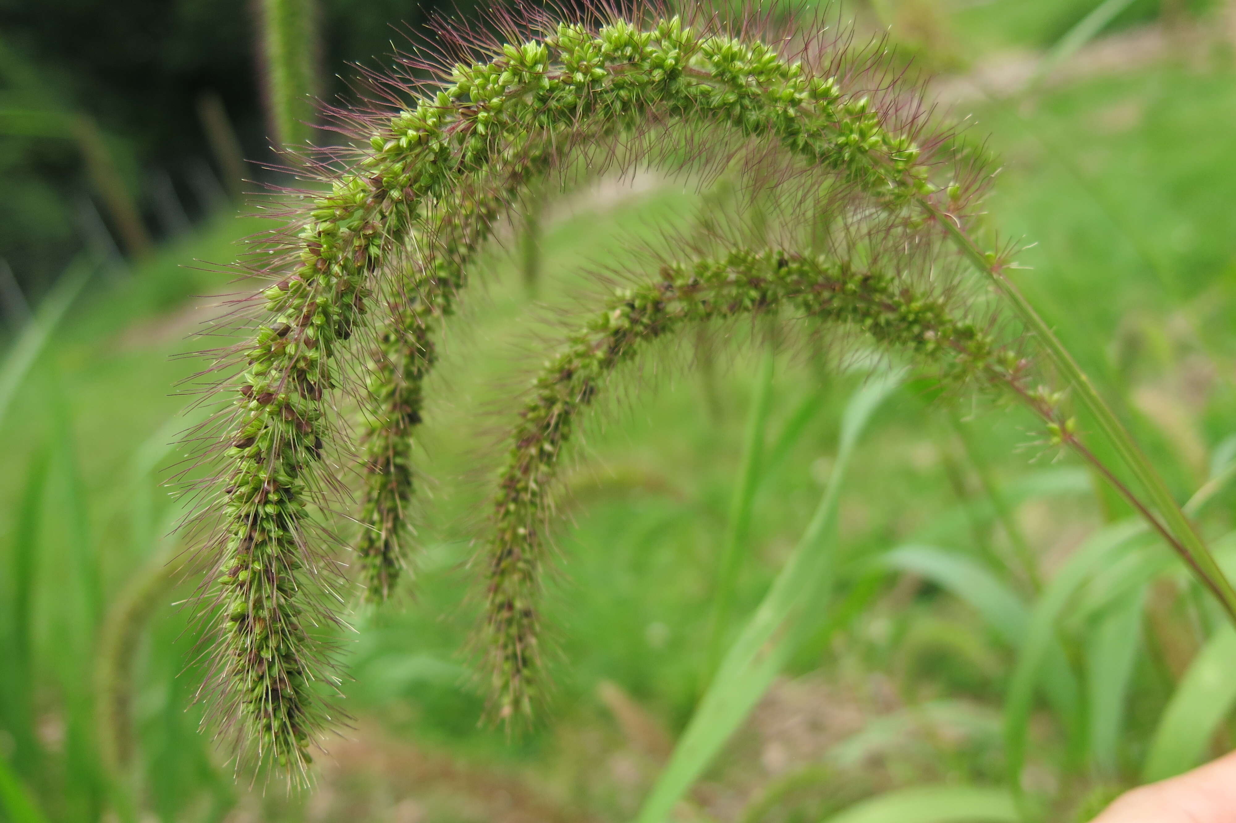 Imagem de Setaria viridis (L.) P. Beauv.