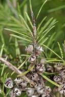 Image of Kunzea linearis (Kirk) de Lange & Toelken