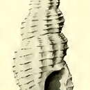 Image of Pseudodaphnella attenuata Hedley 1922